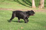 CANE CORSO 1348